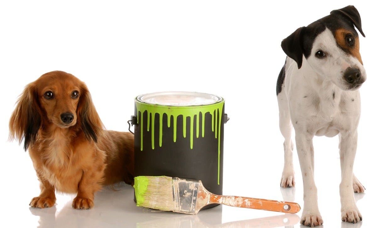 helpful decorating dogs